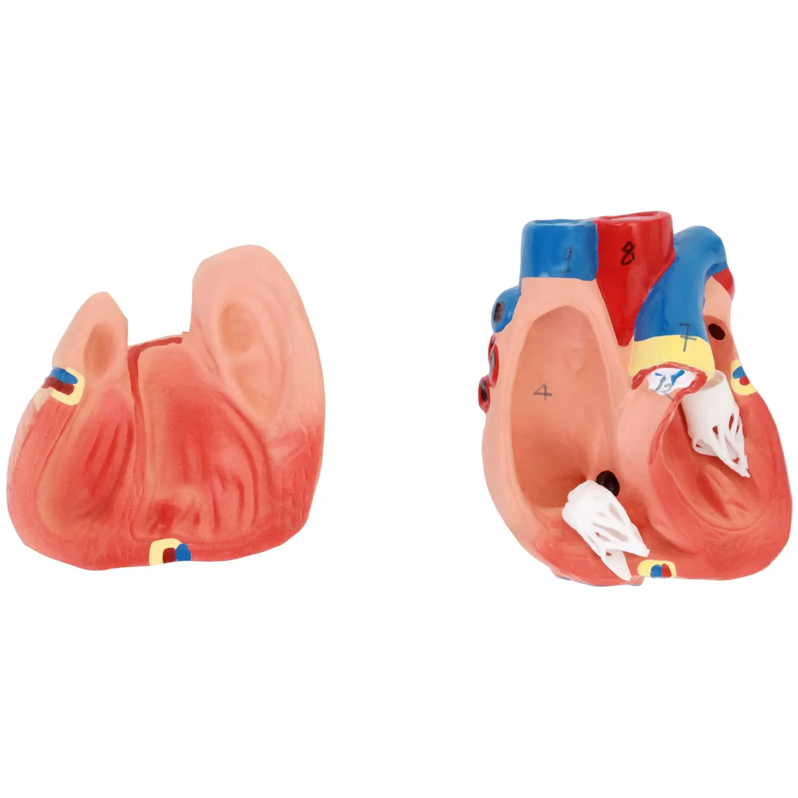 Maquette anatomique du torse humain asexué - En 12 parties - Hauteur 48 cm (Poids: 2.2 kg)