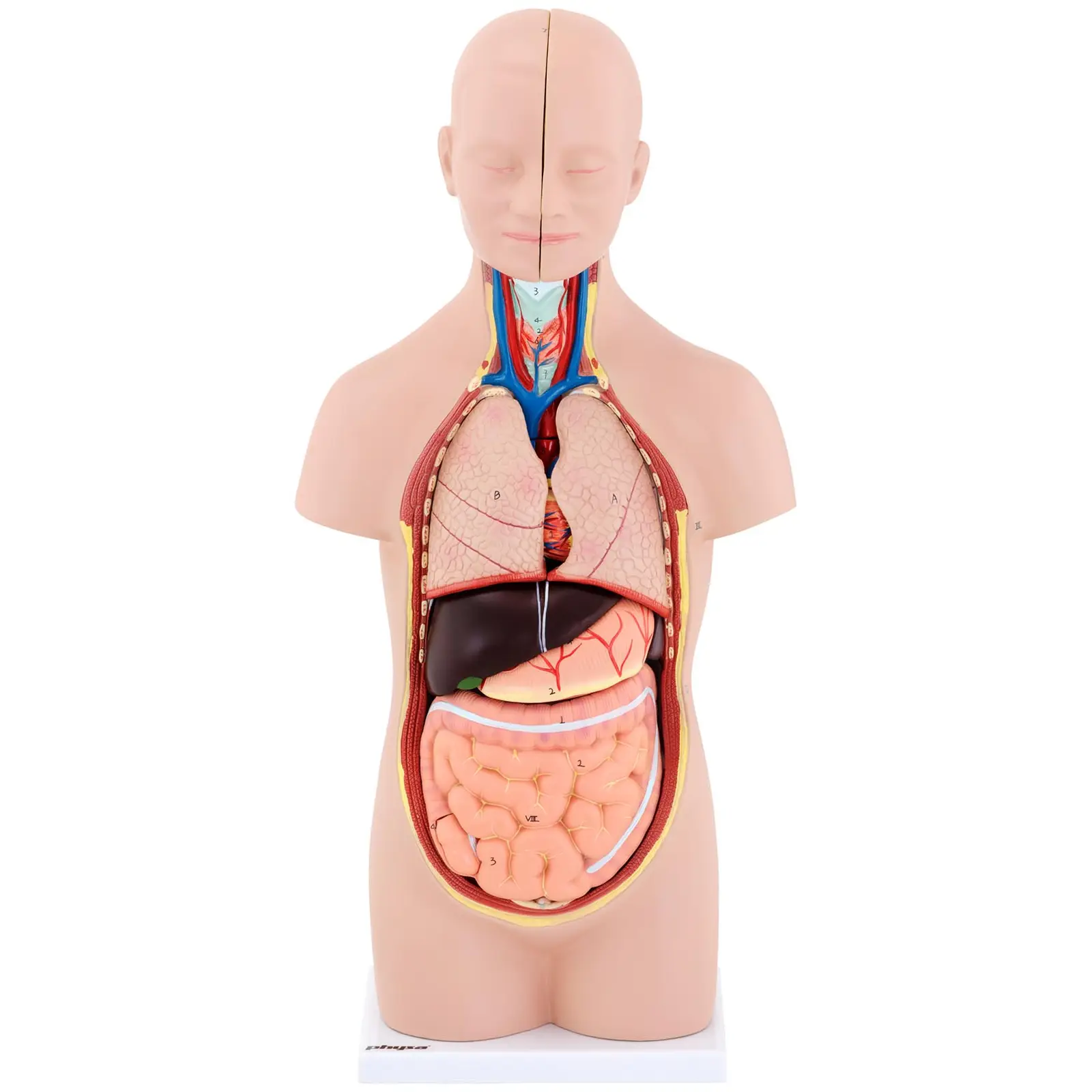 Anatominen malli - torso - sukupuoleton - 12 osaa - 48 cm korkea