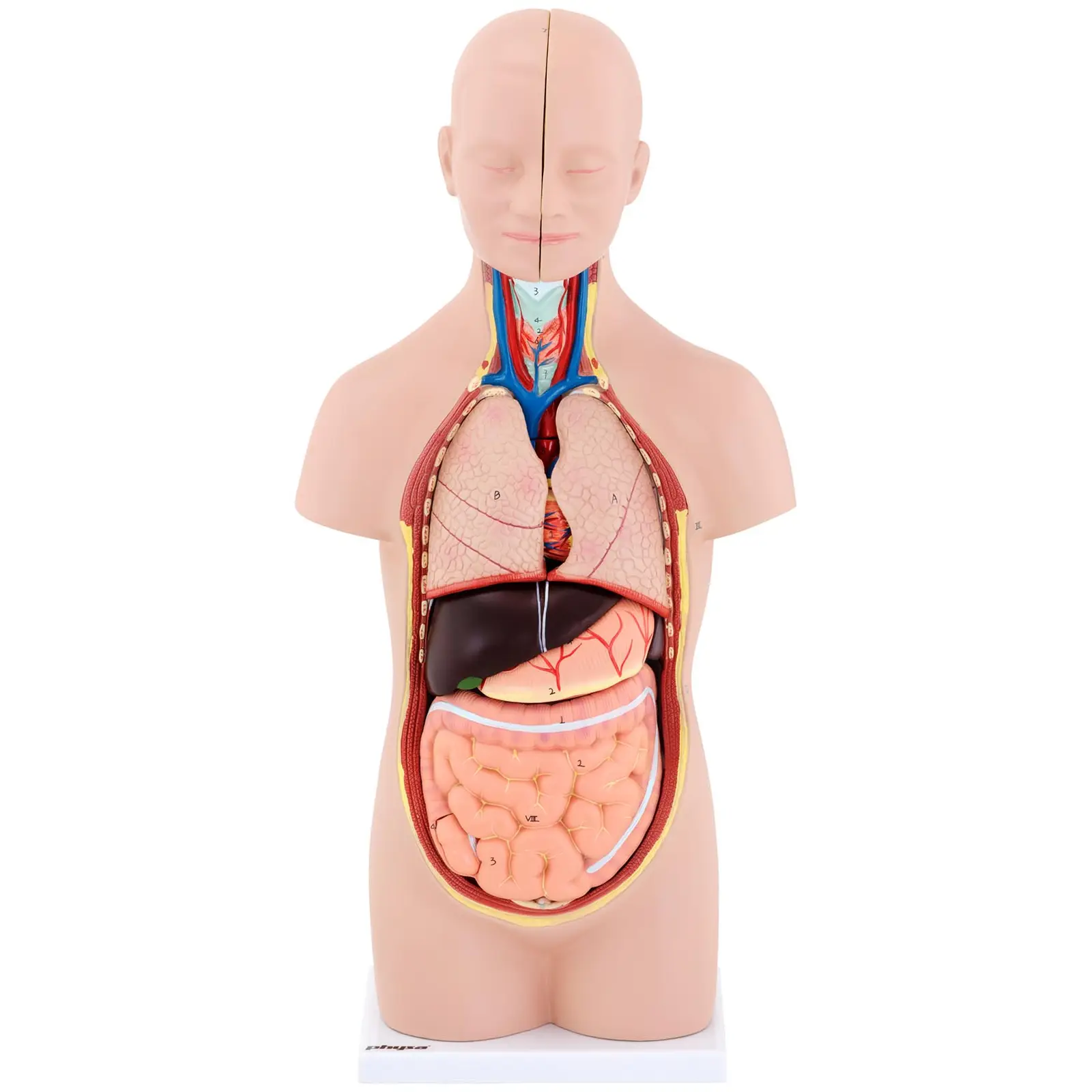 Maquette anatomique du torse humain asexué - En 12 parties - Hauteur 48 cm (Dimensions de l'envoi (LxlxH): 50 x 25 x 17 cm)