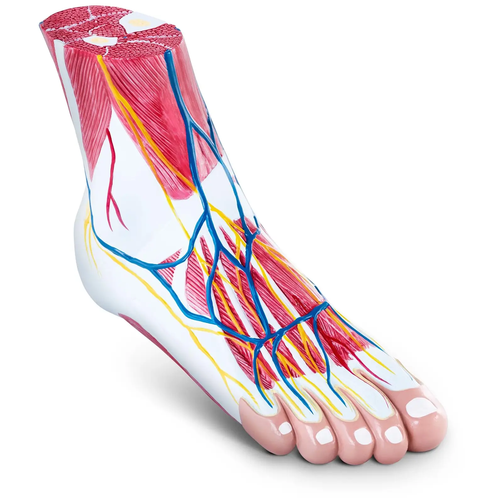 Anatominen malli- jalka - kolmiosainen - alkuperäiskoko - lihasrappeutuminen
