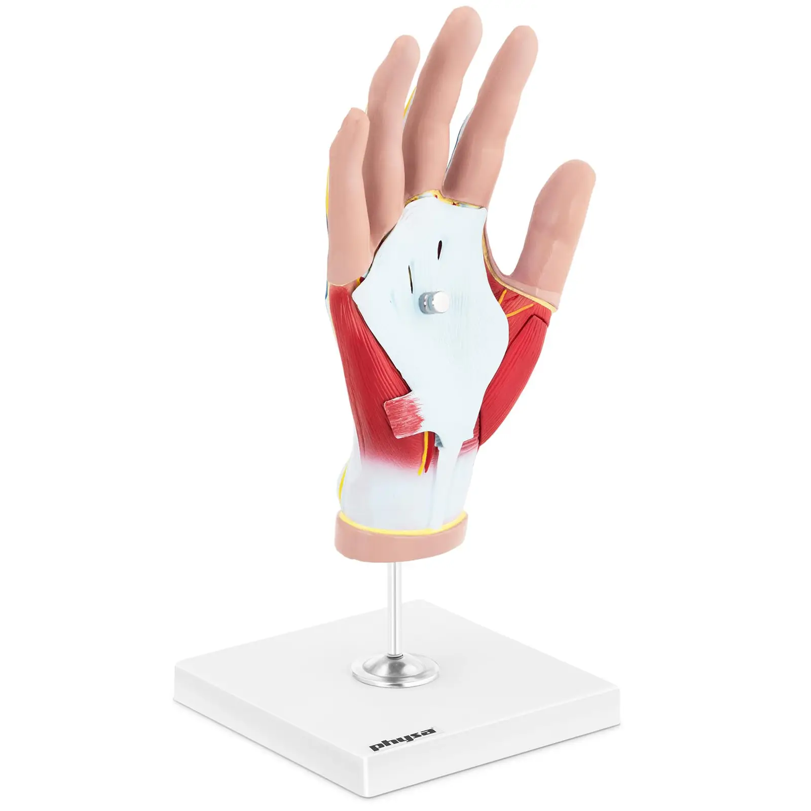 Maquette anatomique de la main humaine avec dégénérescence musculaire - En 4 parties - Grandeur nature