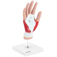Model af hånden - 4 dele - naturlig størrelse - muskeldegenerering