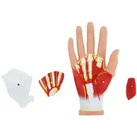 Anatomiemodel - hand - vier delig - originele grootte - spierdegeneratie