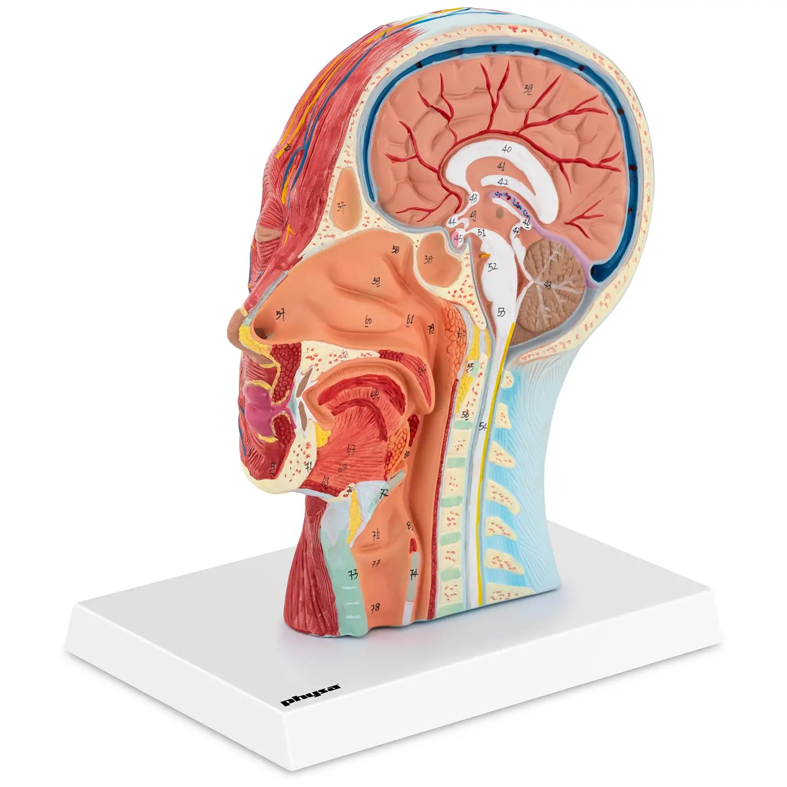 Anatomie lebky symetrický řez skutečná velikost - Anatomické modely physa