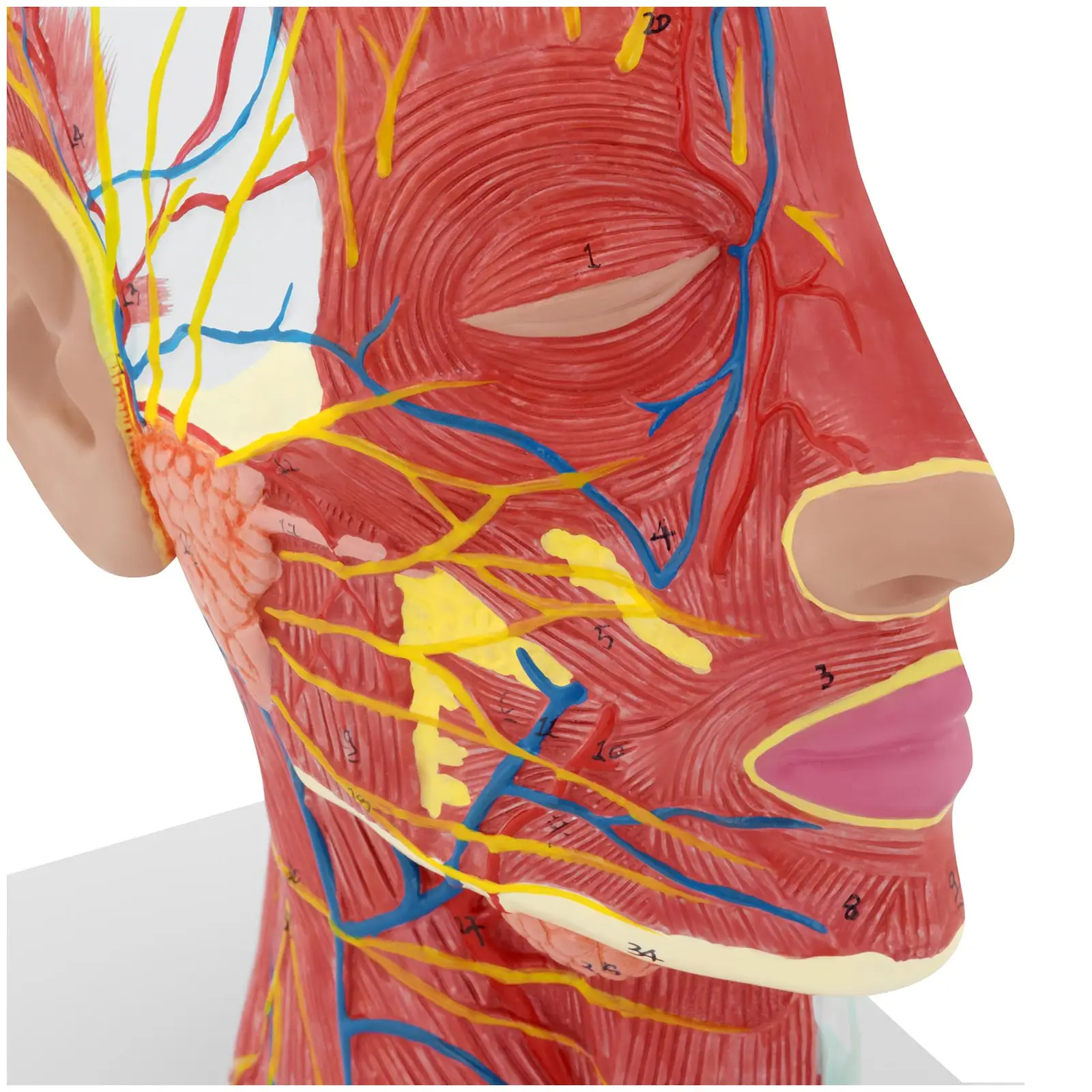 Anatomie lebky - symetrický řez - skutečná velikost