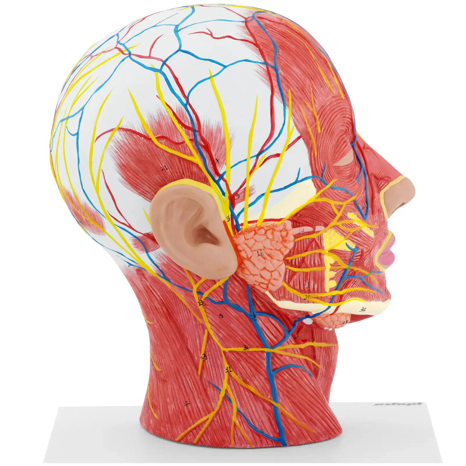 Anatomie lebky - symetrický řez - skutečná velikost (Materiál: Plast)