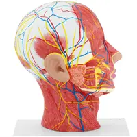 Modello anatomico della testa umana con collo - Sezione mediana - Grandezza naturale
