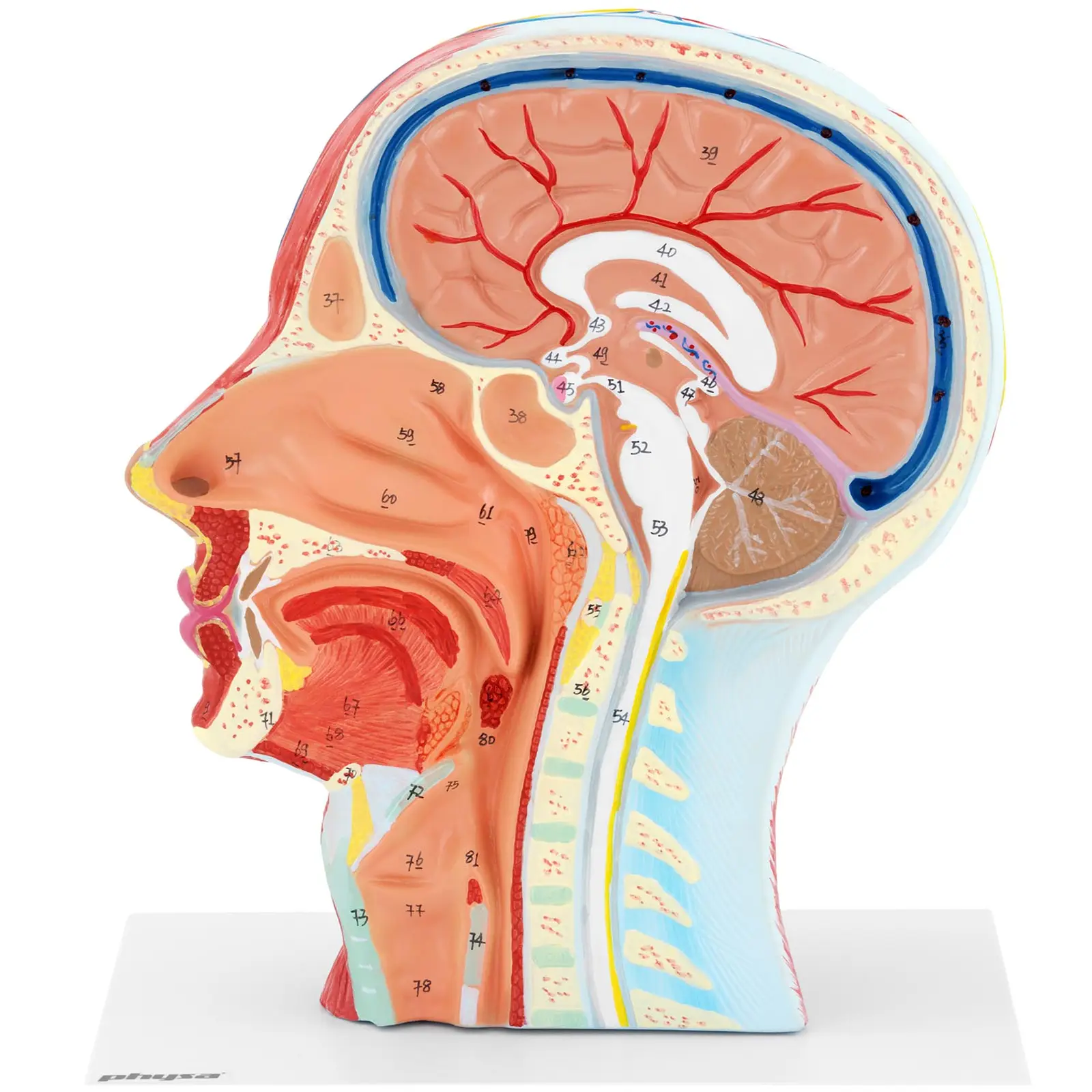 Anatomie lebky - symetrický řez - skutečná velikost (Barva: Barevná)