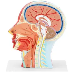 Анатомия на черепа - среден разрез - оригинален размер