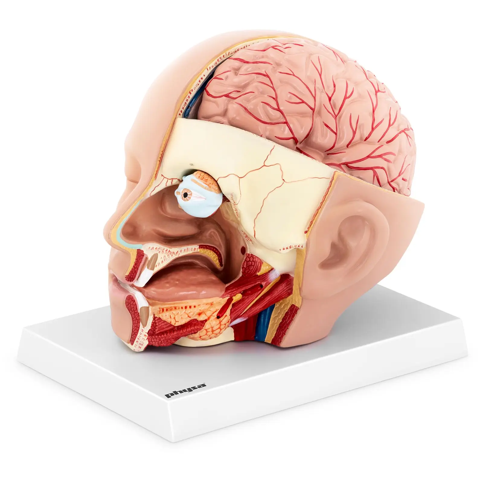 Huvud och hjärna - Anatomisk modell - Kan demonteras i två delar - Originalstorlek