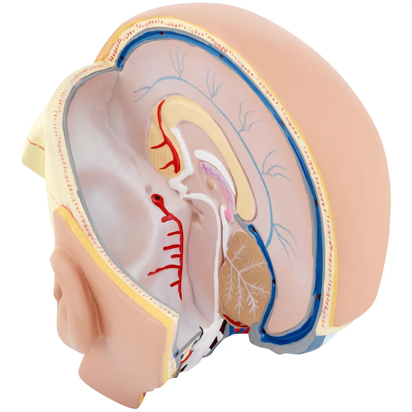 Anatomický model lebky - rozložitelný na 4 částí - originální velikost (Podstavec: Ano)