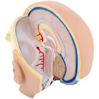 Maquette anatomique de la tête et du cerveau humain - En 4 parties amovibles - Grandeur nature