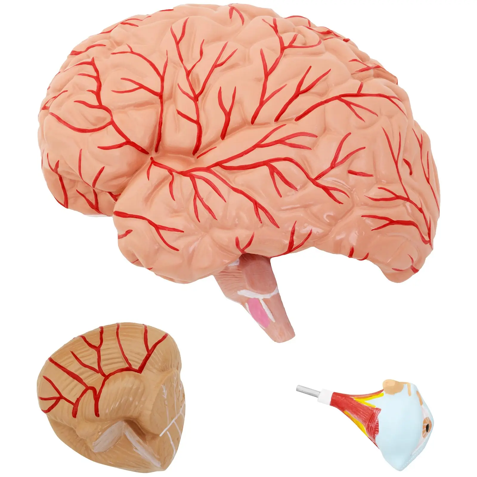 Anatomický model lebky - rozložitelný na 4 částí - originální velikost (Materiál: Plast)
