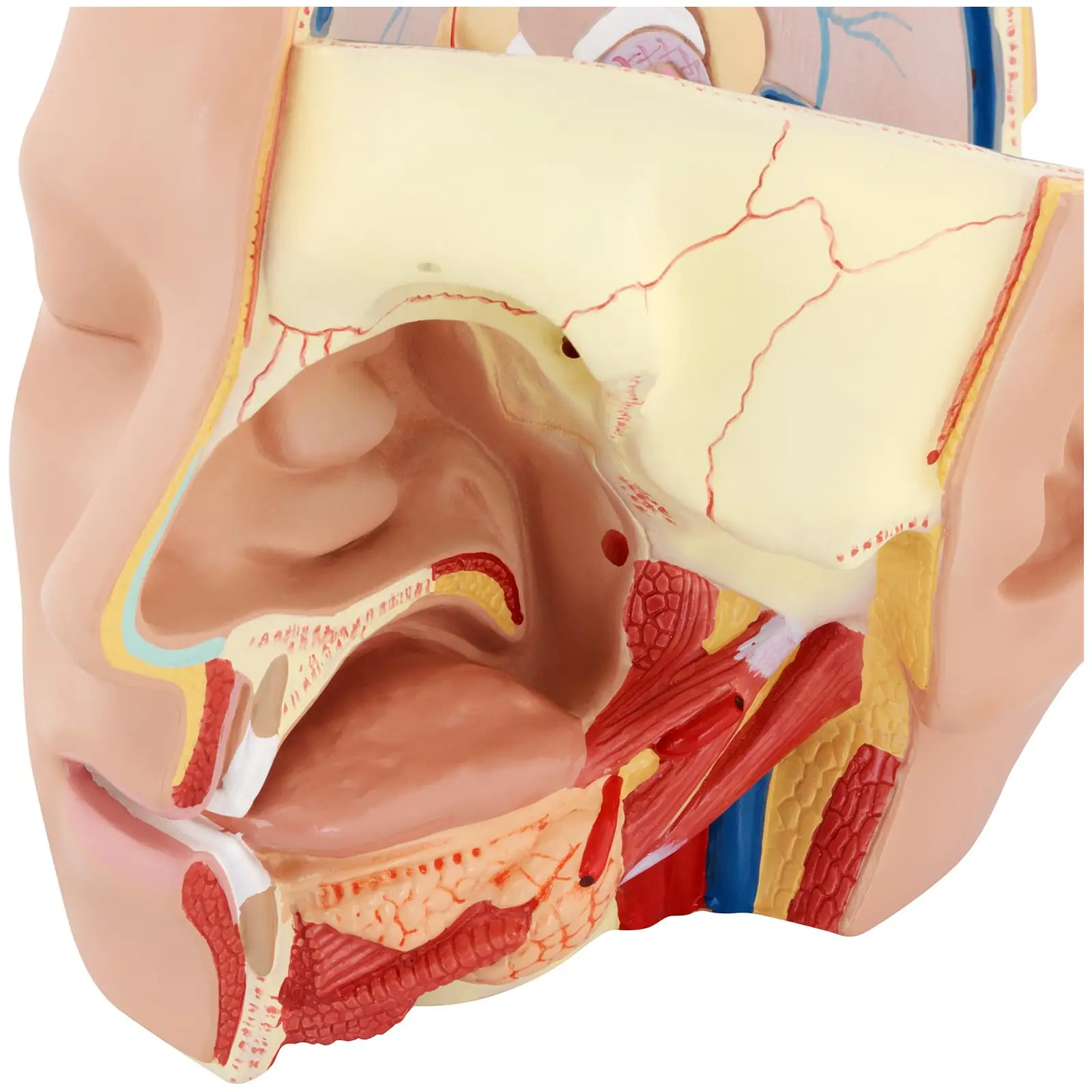 Huvud och hjärna - Anatomisk modell - Kan demonteras i två delar - Originalstorlek