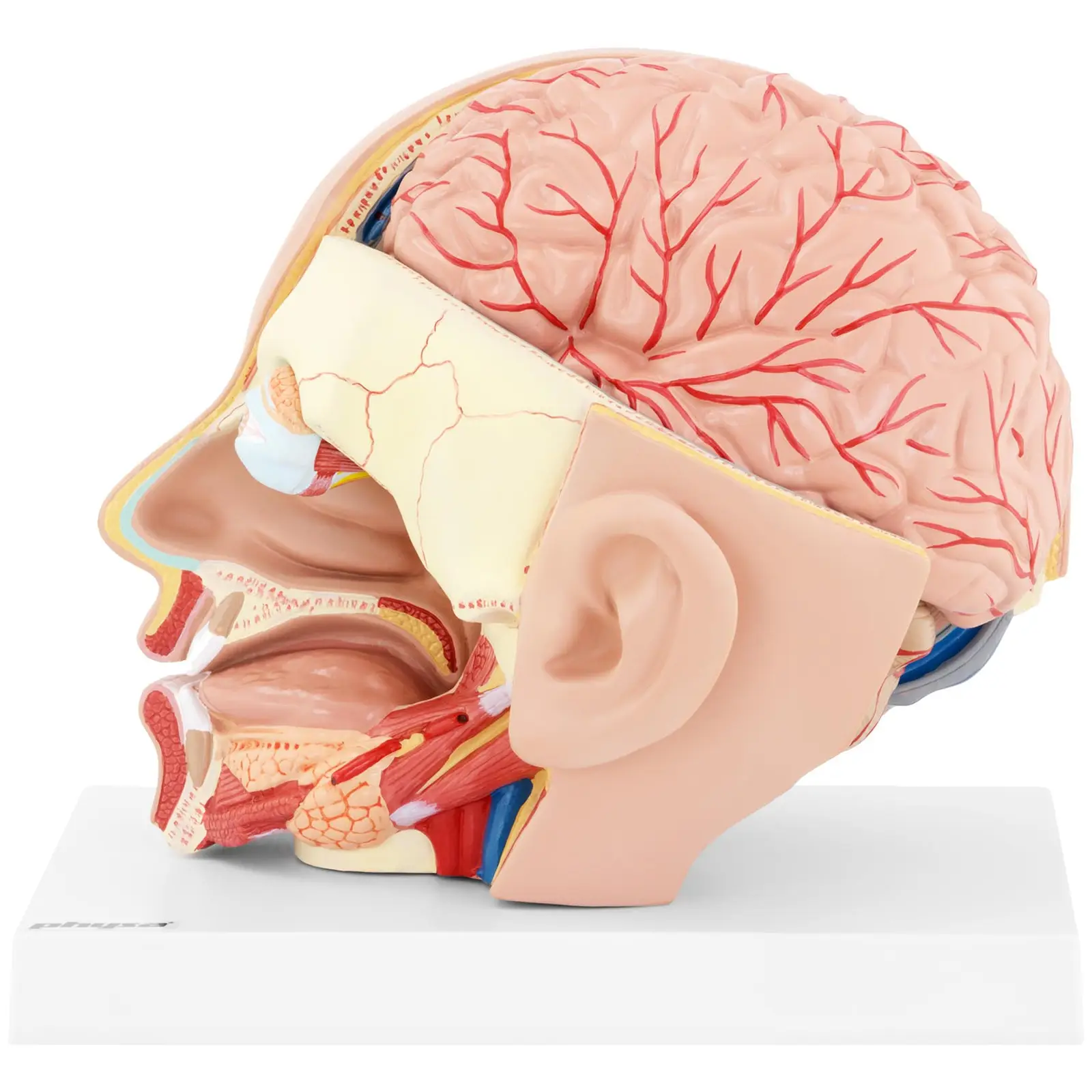 Maquette anatomique de la tête et du cerveau humain - En 4 parties amovibles - Grandeur nature