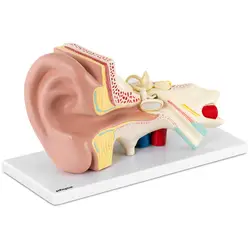 Модел за ухо - разглобява се на 4 части - троен размер