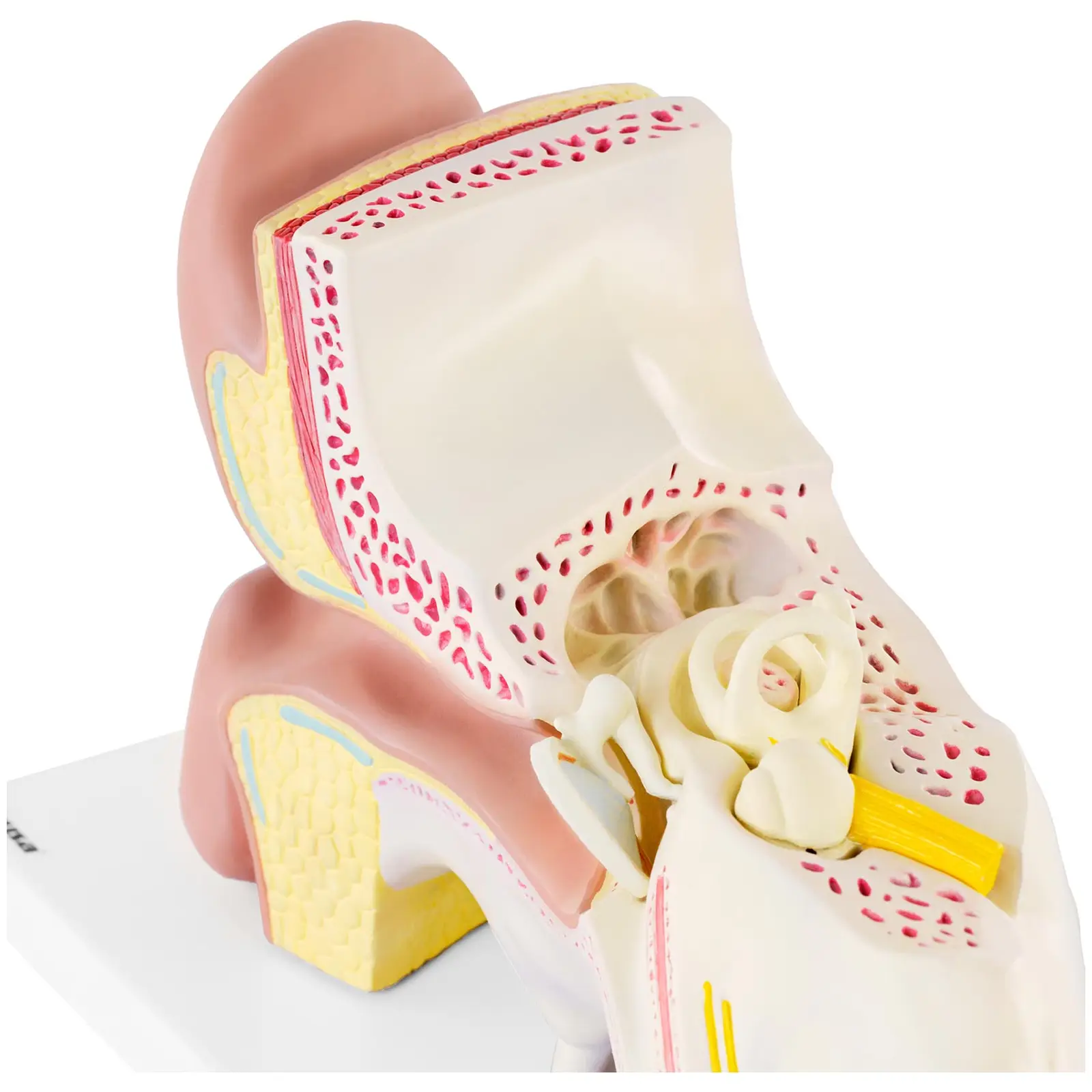 Ear Model - Dismountable into 4 Parts - Triple Size