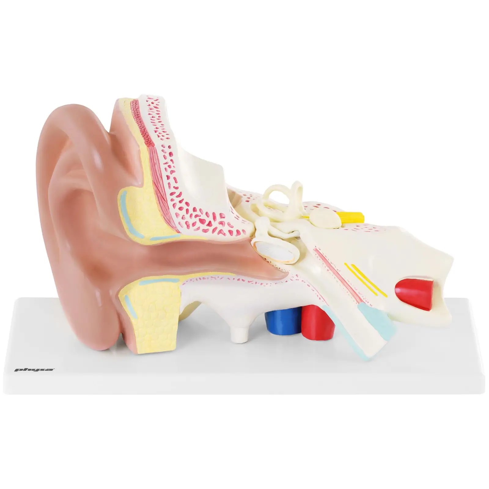 Ouvido - modelo anatómico - escala 3:1
