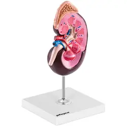 Model ledviny - 1,5násobné zvětšení