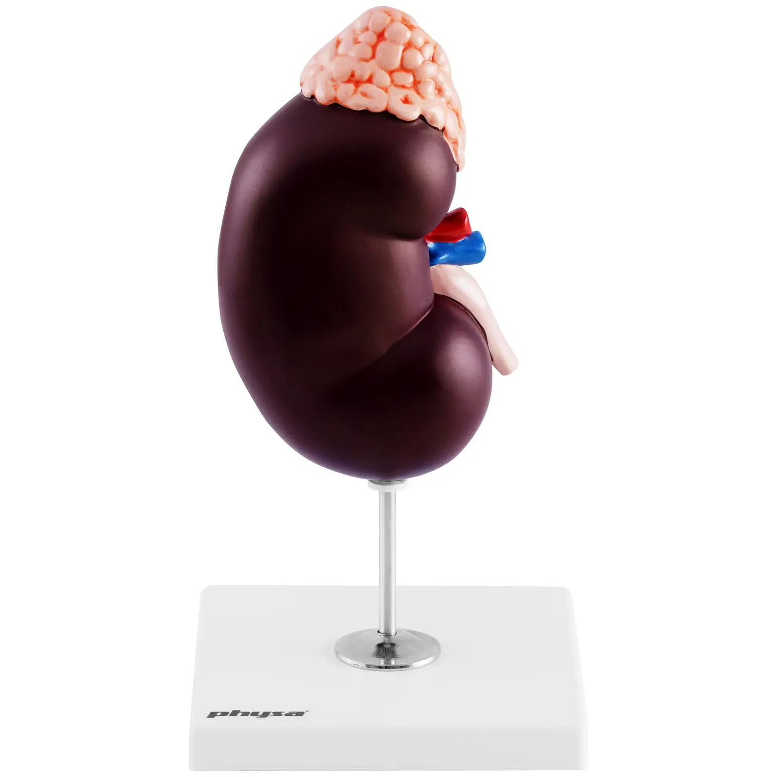 Model ledviny - 1,5násobné zvětšení