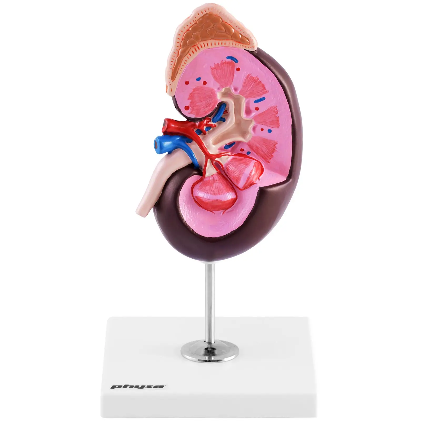Modello anatomico rene - Ingrandimento di 1,5 volte