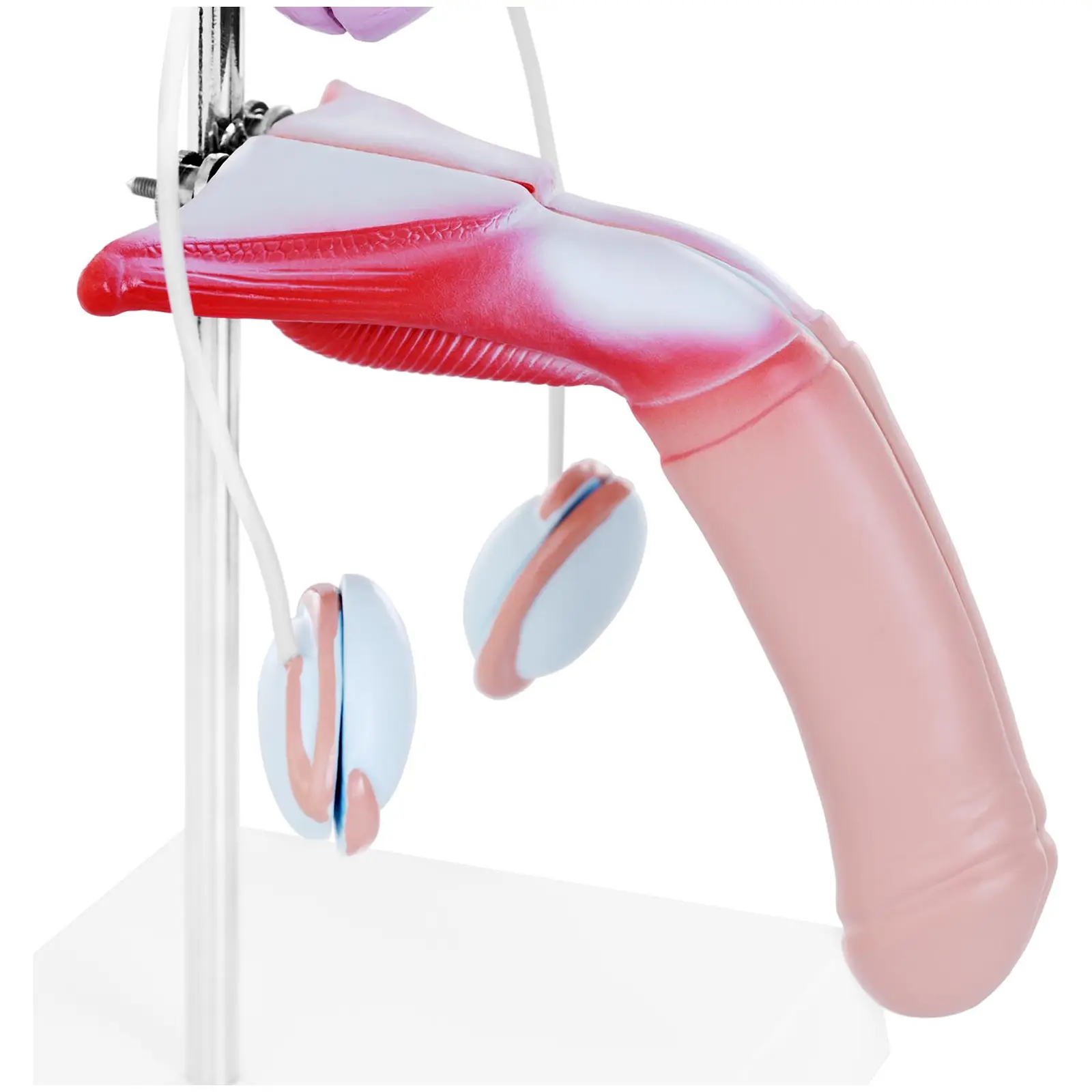 Trato genital masculino - modelo anatómico