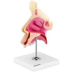 Modelo anatómico - fosas nasales - tamaño natural