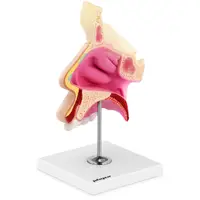 Cavidade nasal - modelo anatómico