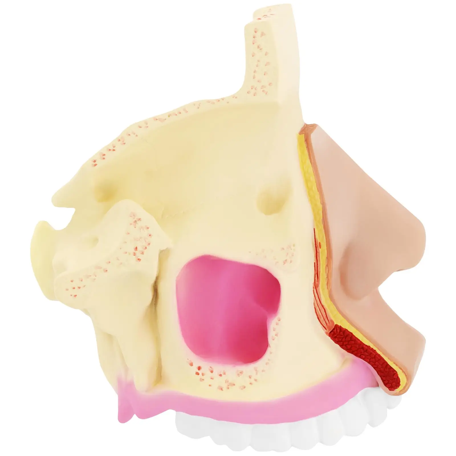 Anatomický model - nosní dutiny - ve skutečné velikosti