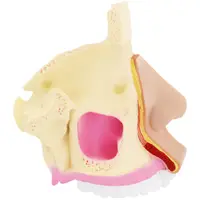 Anatomisk modell - nesehule - full størrelse