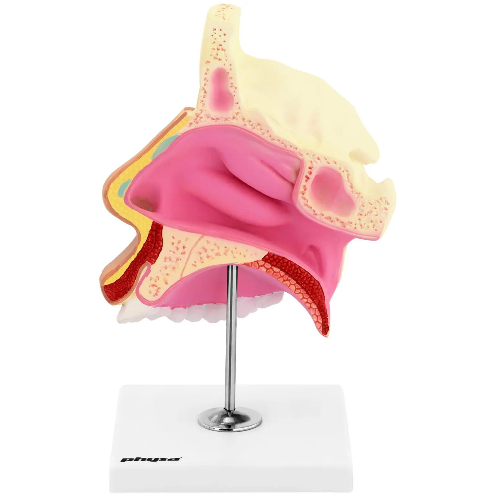 Nenäontelon anatominen malli - luonnollinen koko