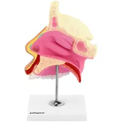 Anatomický model - nosní dutiny - ve skutečné velikosti