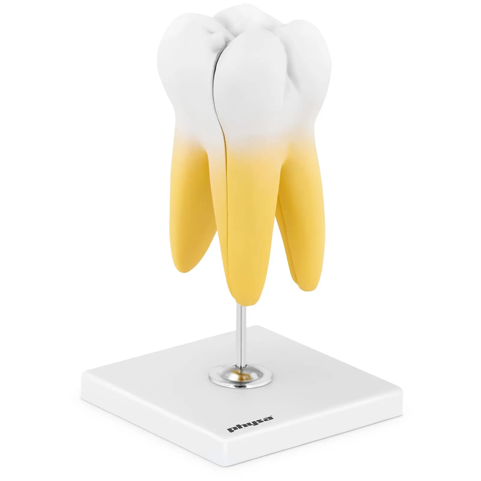 Modelo dental - molar con dos raíces - 2 piezas