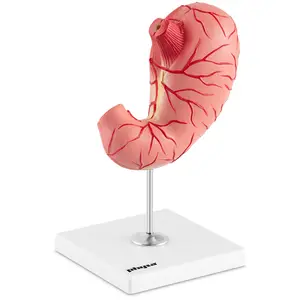 Modelo anatómico de estómago - desmontable en 2 piezas - tamaño original