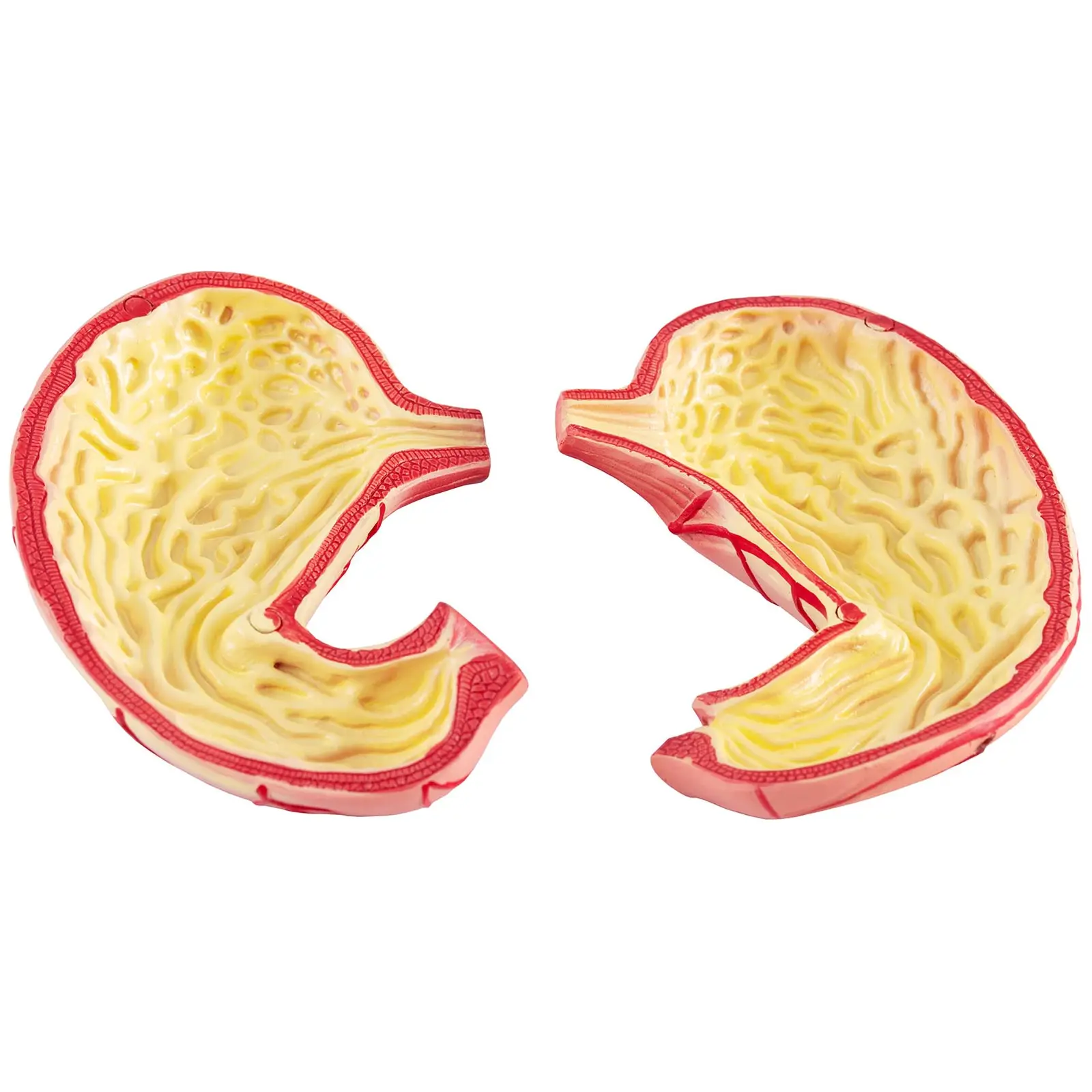 Stomach Model - separable into 2 pieces - life-sized