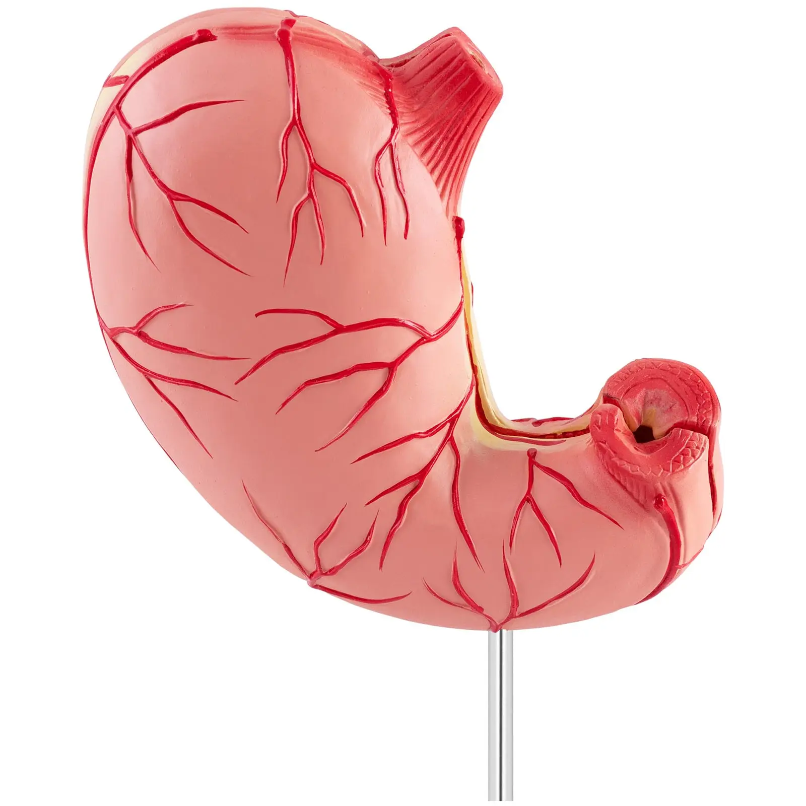 Maquette anatomique de l'estomac - En 2 parties - Grandeur nature