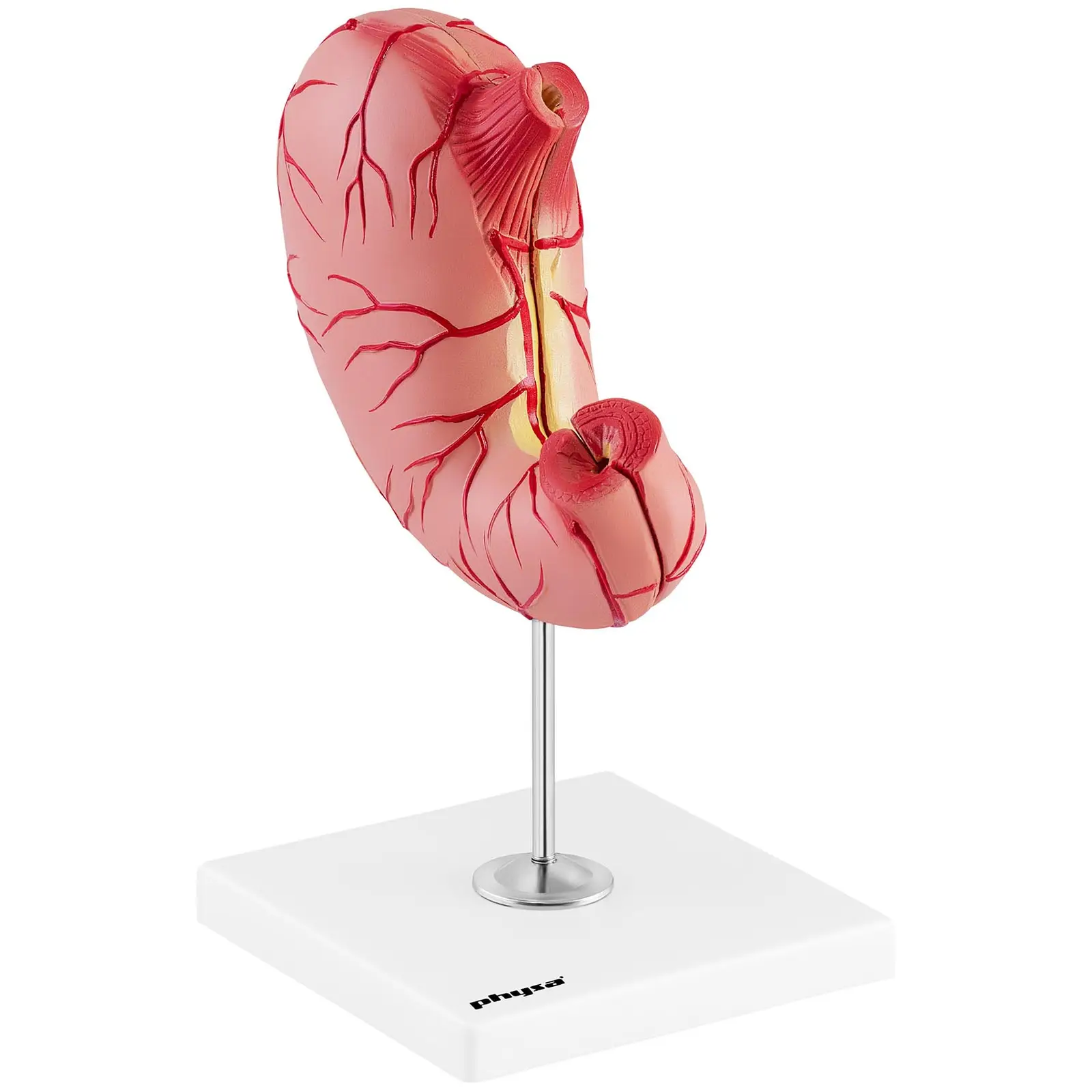 Modello anatomico stomaco - Divisibile in 2 parti - A grandezza naturale