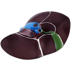 Fígado - modelo anatómico