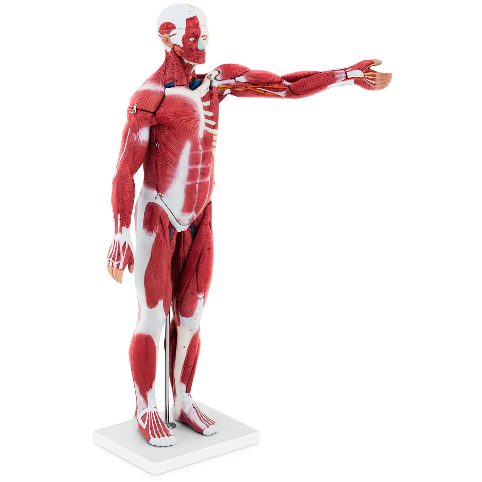 Musculature model - unisex - 27 parts - 76 cm height