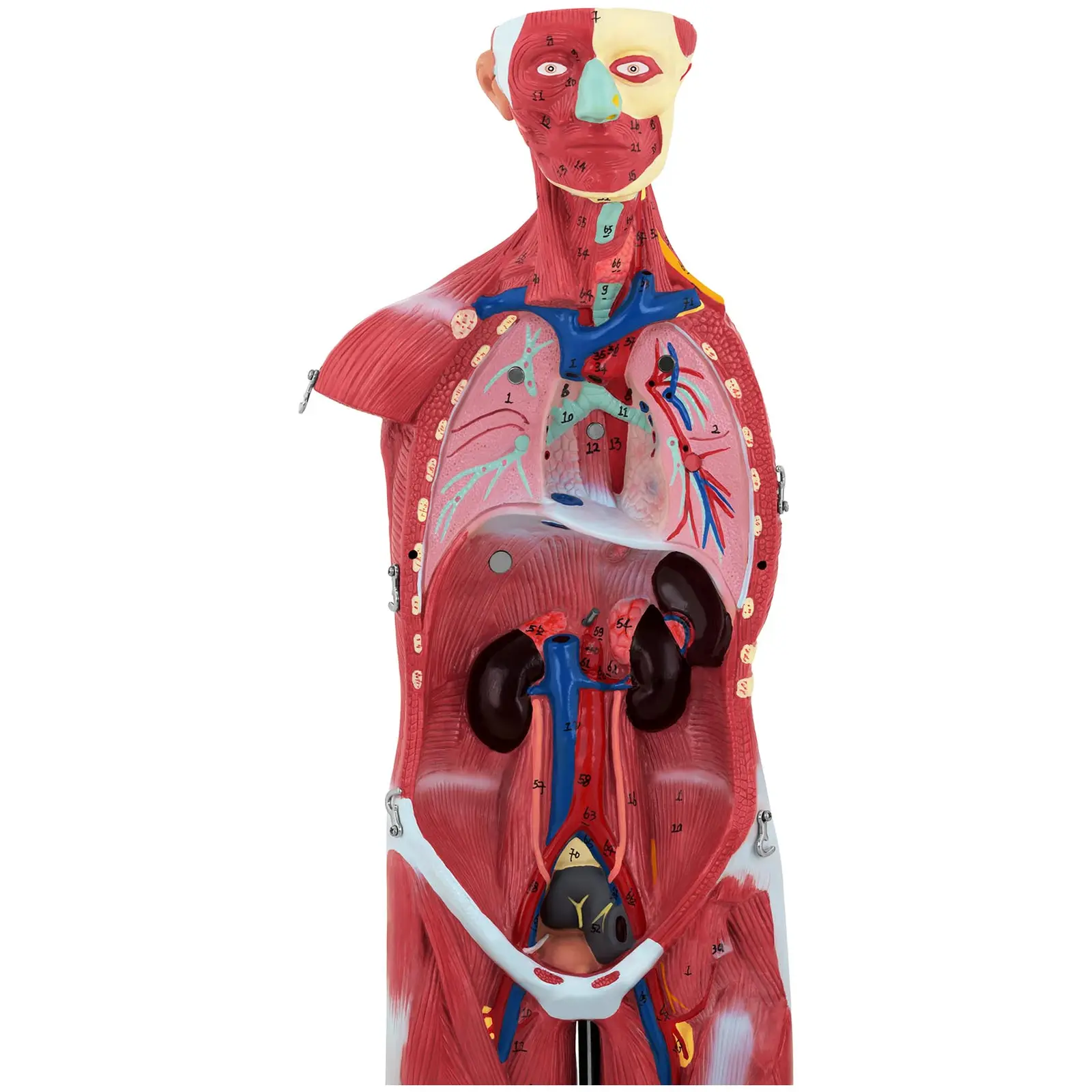 Anatomisk muskelmodell - 27 delar - 76 cm