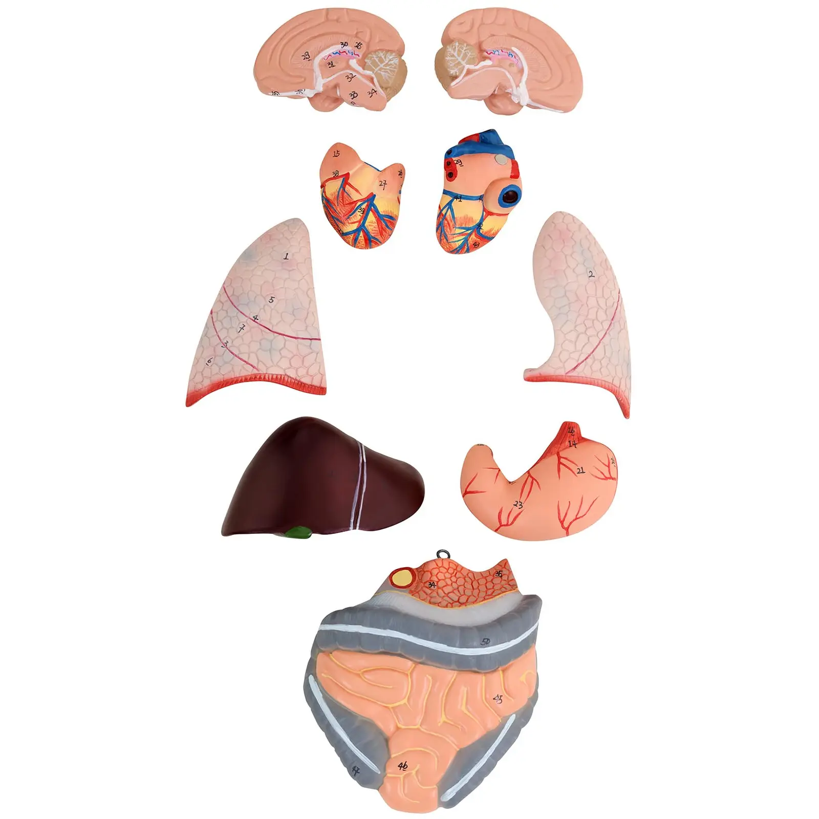 Anatomisk muskelmodell - 27 delar - 76 cm