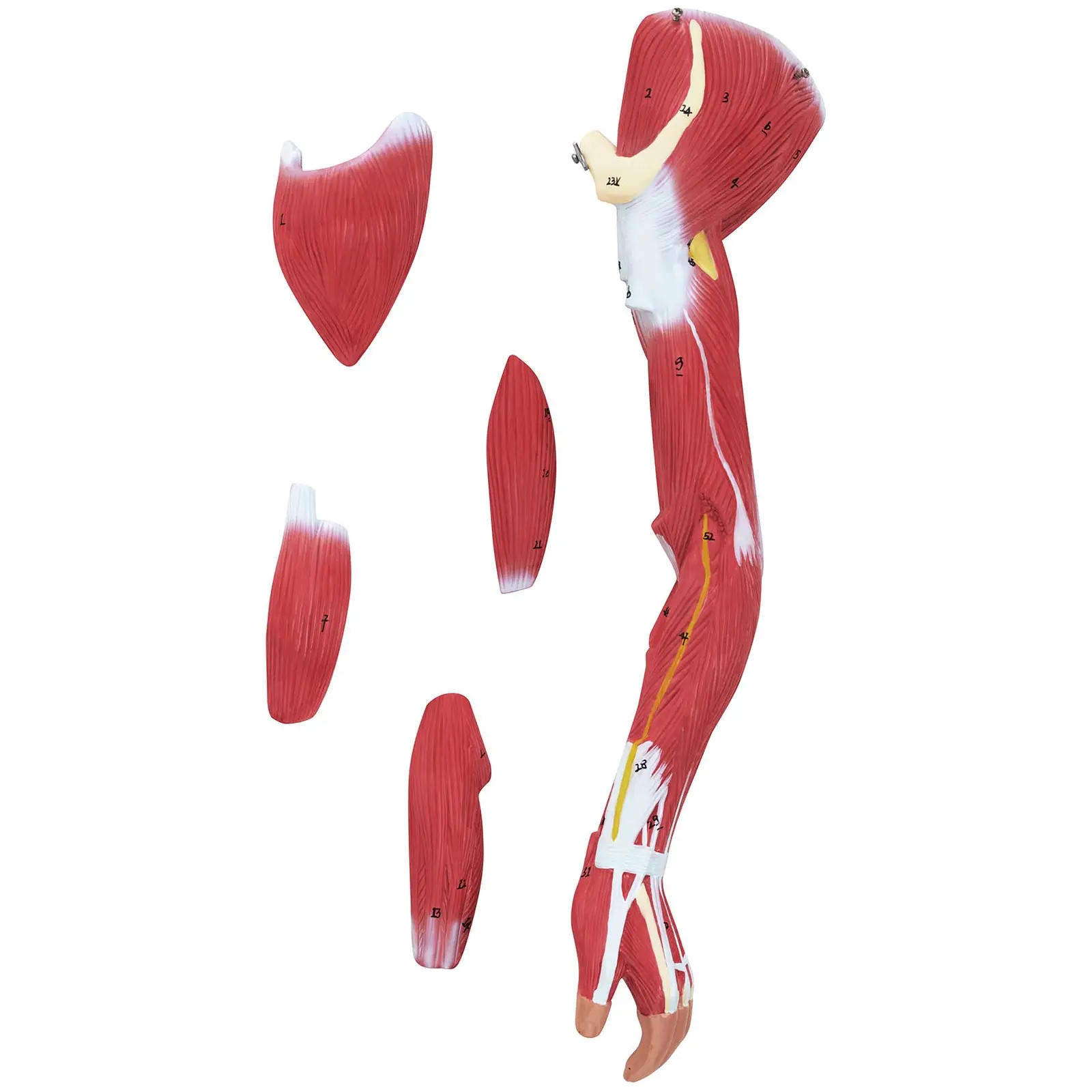 Модел на мускулатурата - унисекс - 27 части - височина 76 см