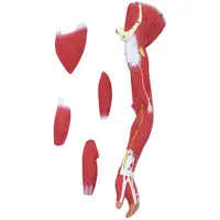 Modelo anatómico de musculatura - unisex - 27 piezas - 76 cm de altura