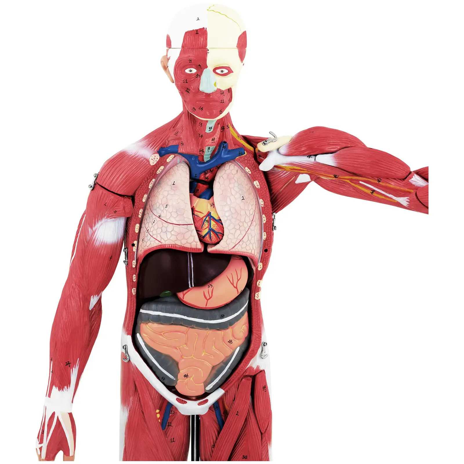 Model svalstva - unisex - 27 částí - výška 76 cm (Hmotnost: 4.1 kg)