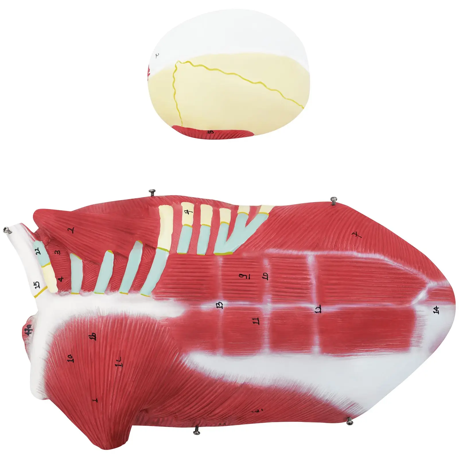 Model svalstva - unisex - 27 částí - výška 76 cm (Rozměry zásilky (DxŠxV): 78 x 25 x 20 cm)