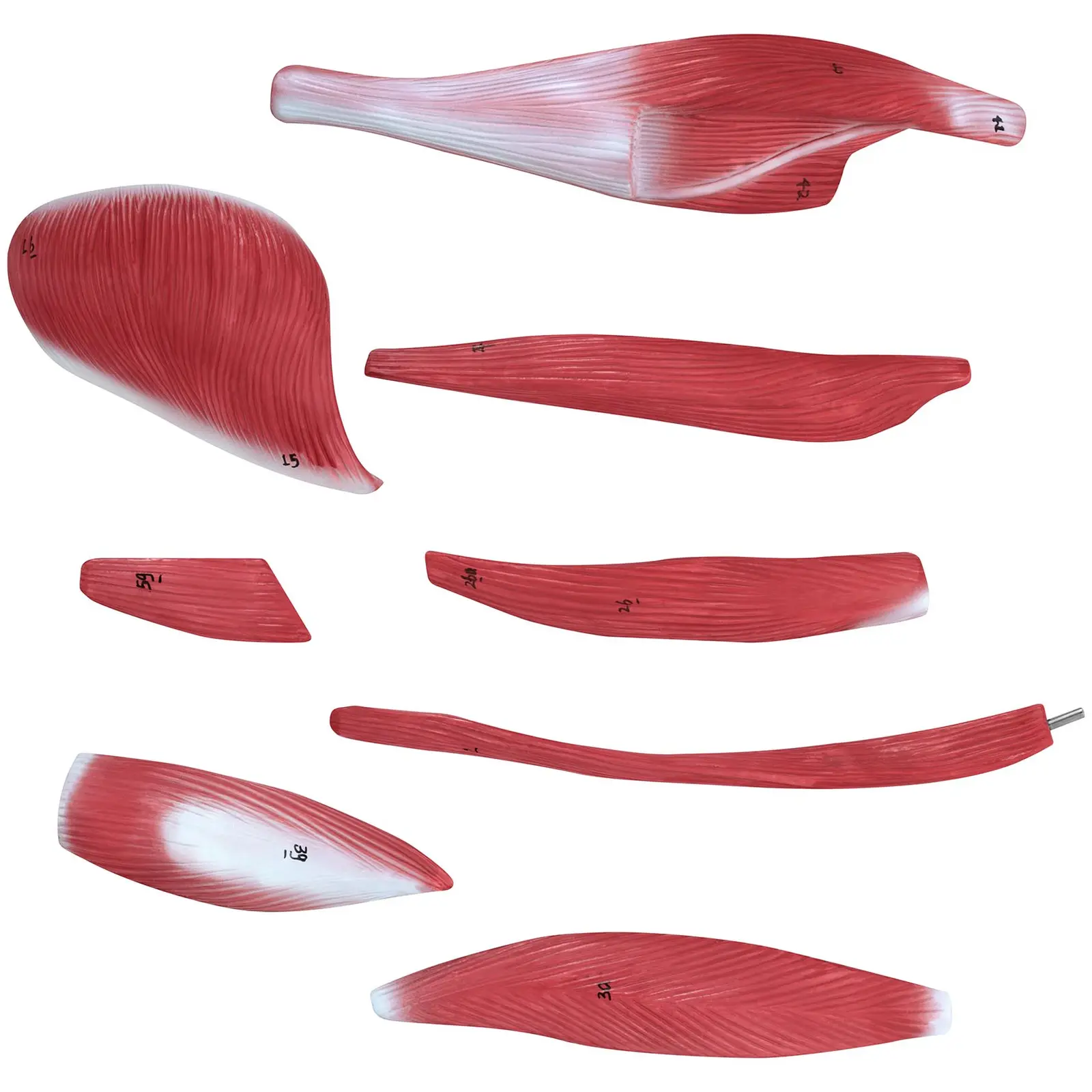 Model svalstva - unisex - 27 částí - výška 76 cm (Hmotnost zásilky: 5.4 kg)
