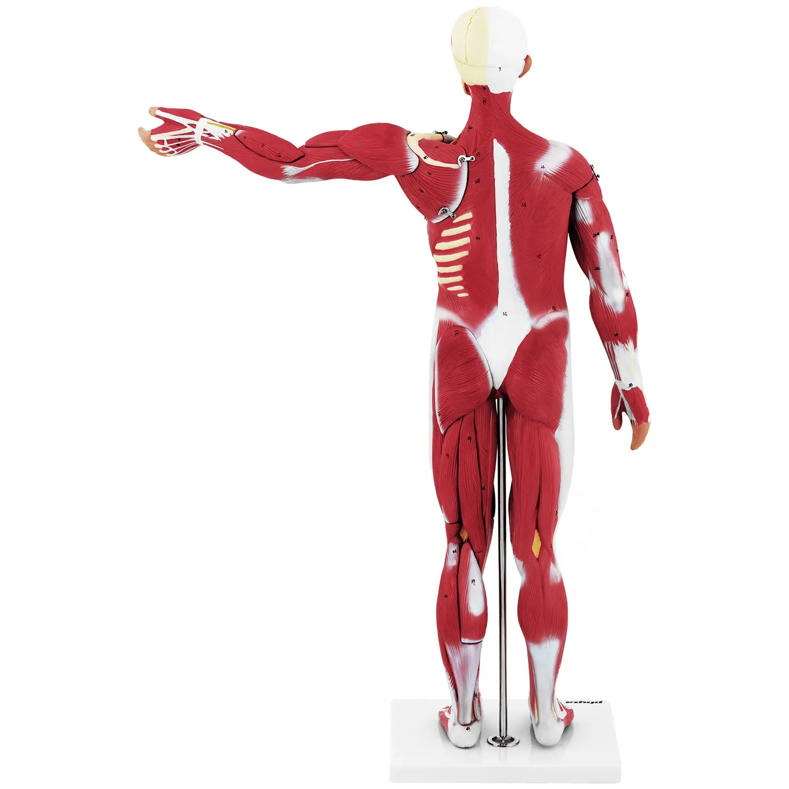 Modelo anatómico de musculatura - unisex - 27 piezas - 76 cm de altura