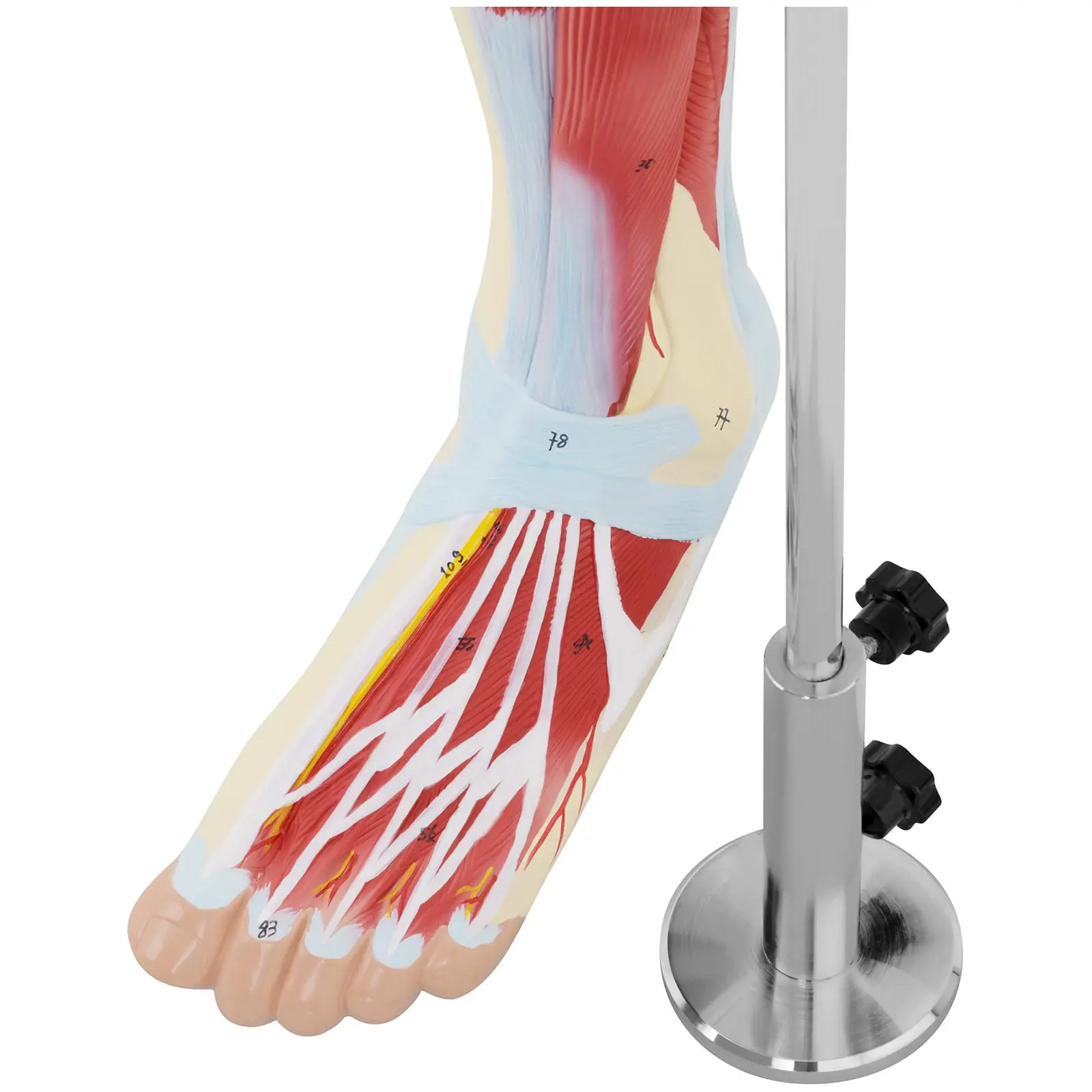 Ben - Anatomisk modell - Färgad