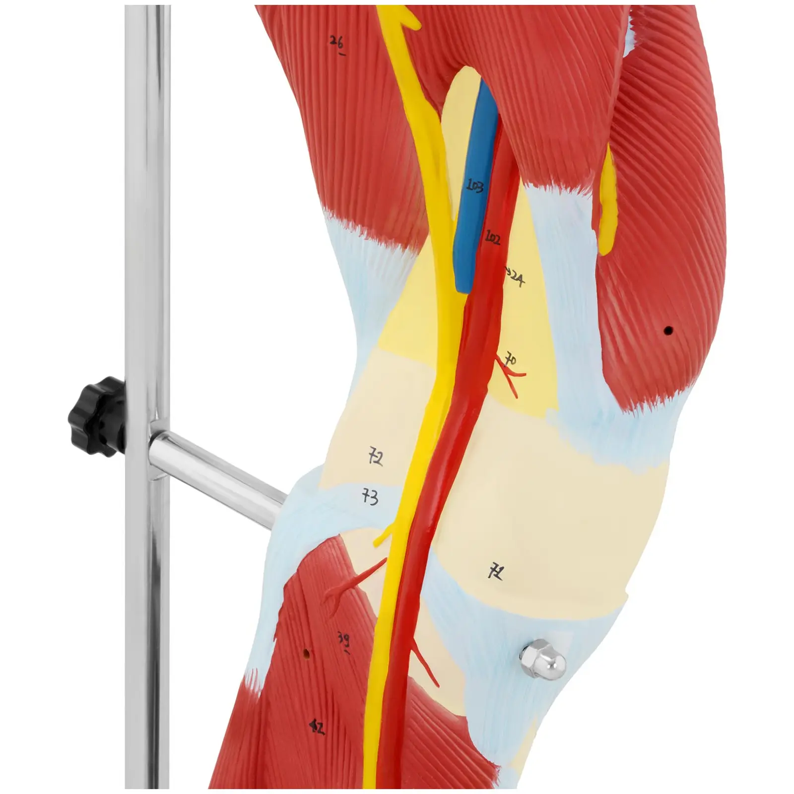 Noga - model anatomiczny