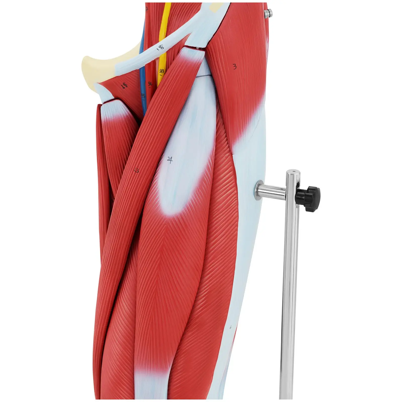 Maquette anatomique des muscles de la jambe - En couleurs